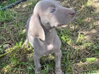 Weimaraner perros Braco de Weimar - Anuncio 1