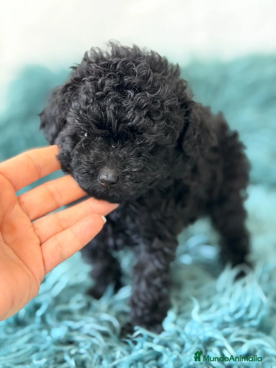 Caniche Toy perros en venta: Caniche toy 💙🐾 - Anuncio 2