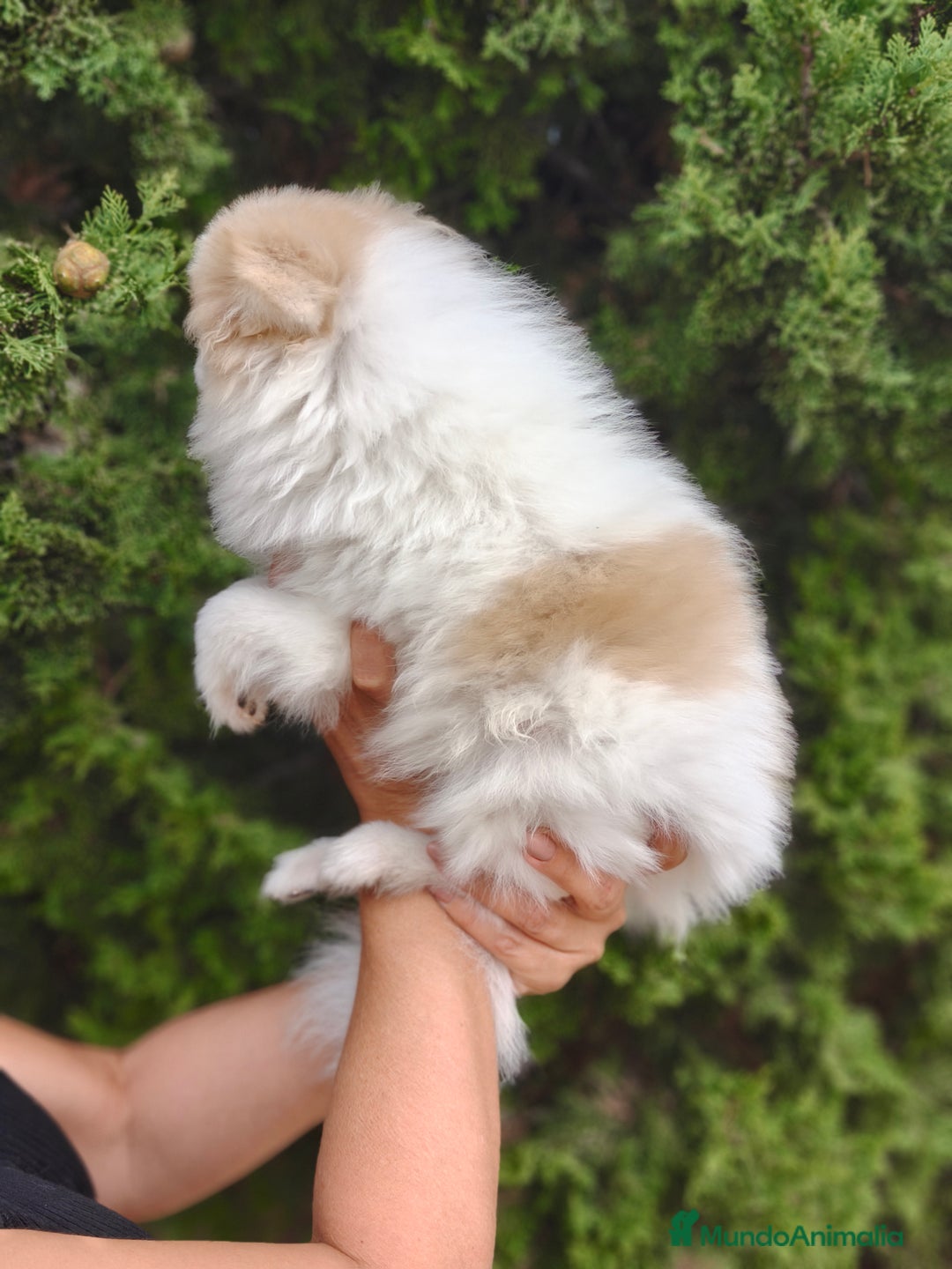 Pomerania perros en venta: Oportunidad Lulú Pomerania Ruso  - Imagen 4