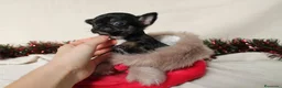 Chihuahua perros en venta: preciosos chihuahua ruso - Anuncio 3