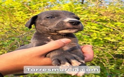 Dogo Alemán perros en venta: Gran Danés  - Imagen 2