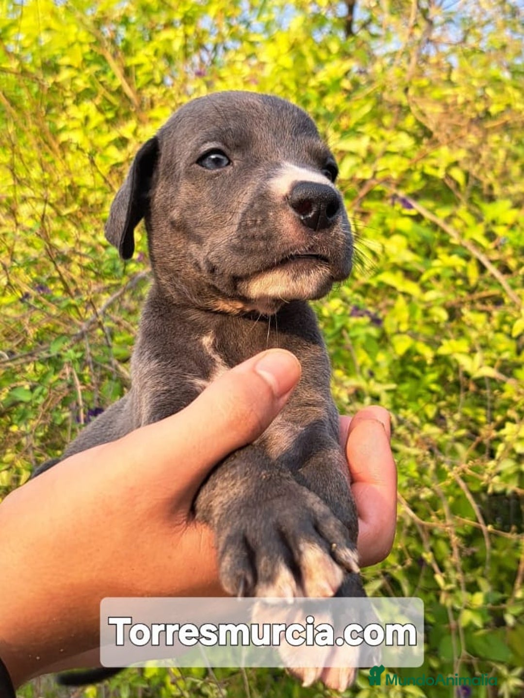 Dogo Alemán perros en venta: Gran Danés  - Imagen 2