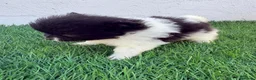 Pomerania perros en venta: Pomerania - Anuncio 3