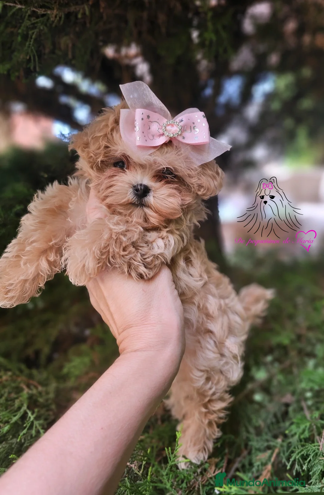 Maltipoo perros en venta: Maltipoo asiático miniatura  - Anuncio 1