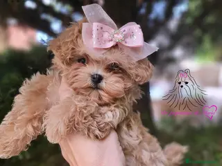 Maltipoo perros Maltipoo asiático miniatura - Anuncio 3