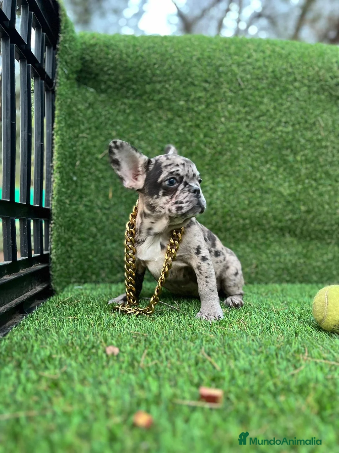 Bulldog Francés perros en venta: Bulldog francés mini - Anuncio 5