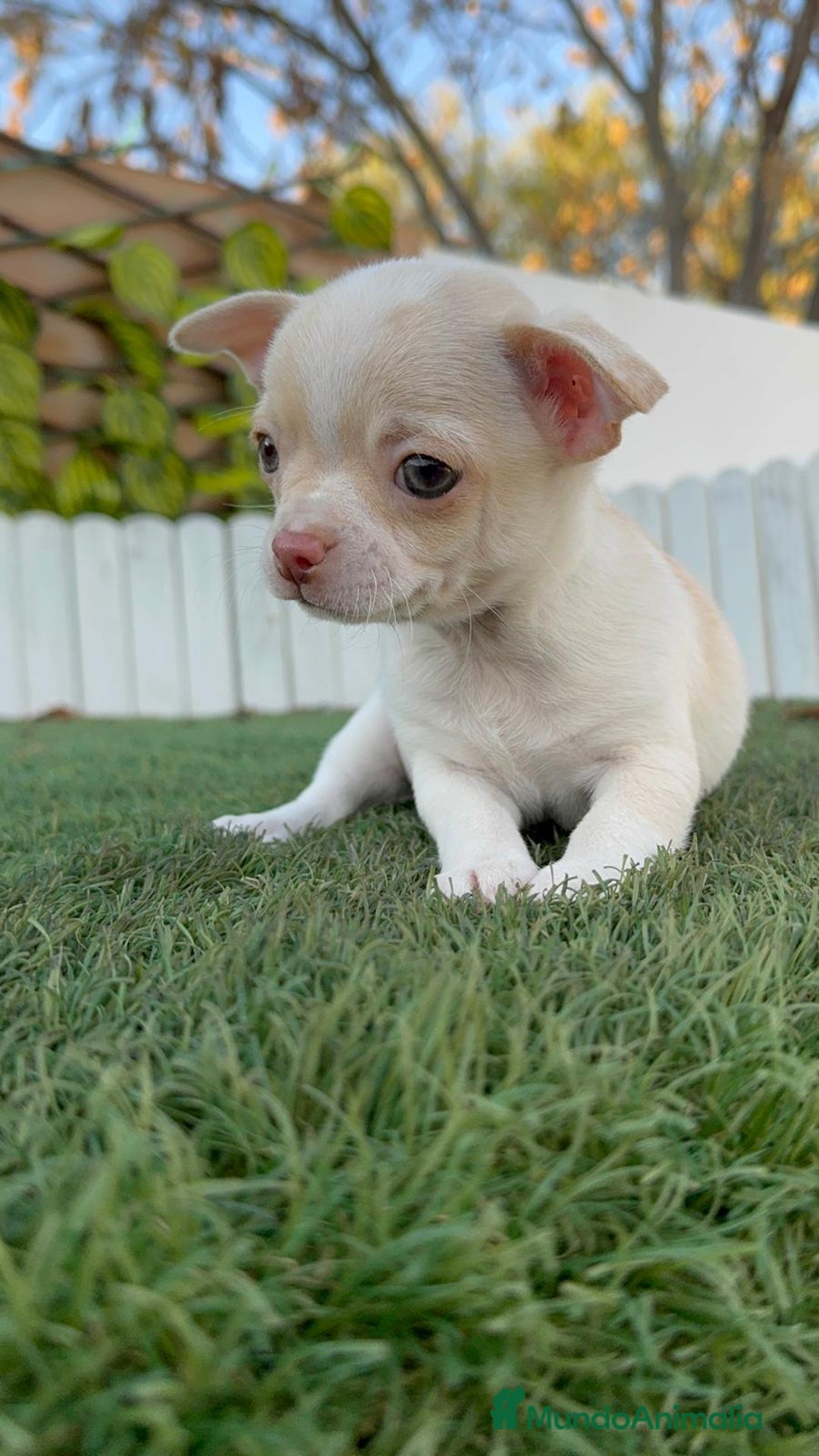 Chihuahua perros en venta: CHIHUAHUA MACHO - Anuncio 13