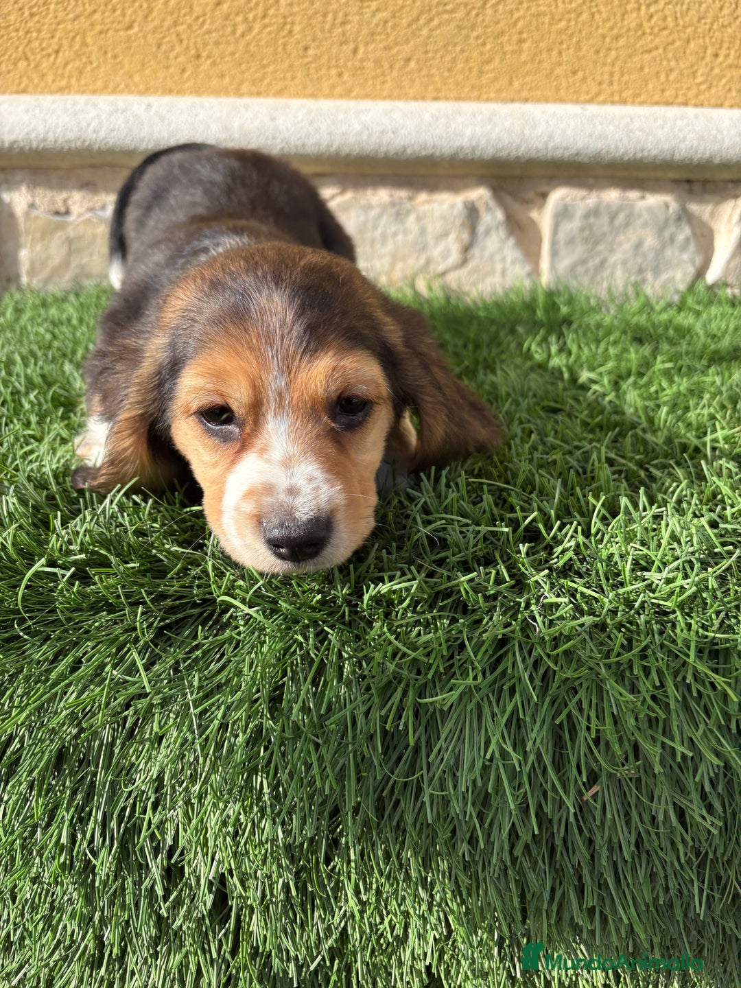 Beagle perros en venta: Cachorro macho de Beagle  - Anuncio 11