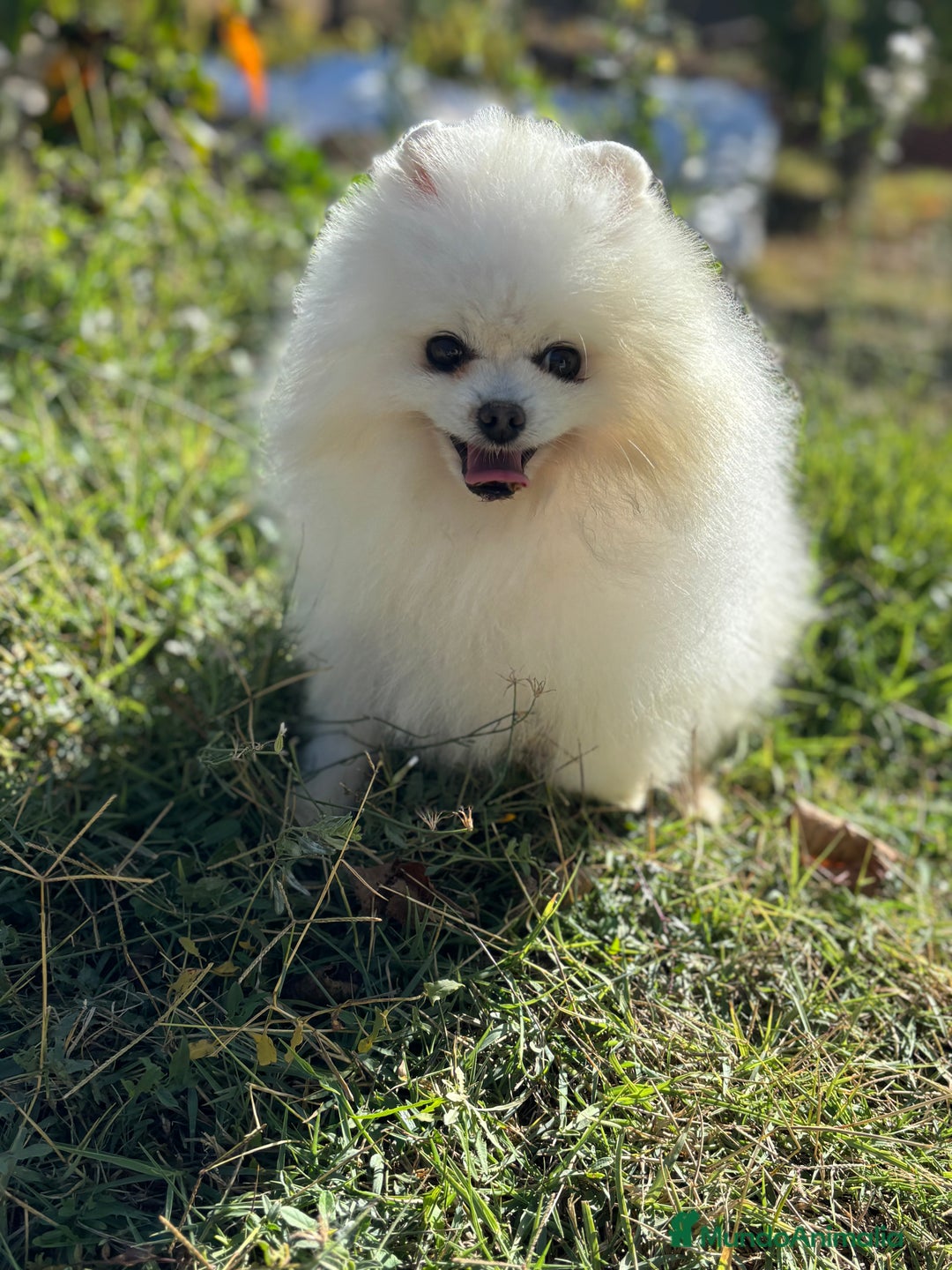 Pomerania perros en venta: Pomeranias macho y hembra disponible!! - Anuncio 3