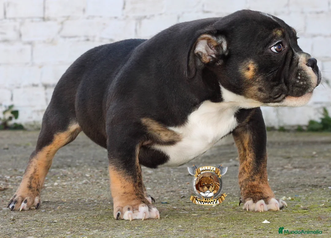 American Bully perros en venta: AMERICAN BULLY POCKET STANDARX XL Y EXTREME !! en Sevilla - Anuncio 2