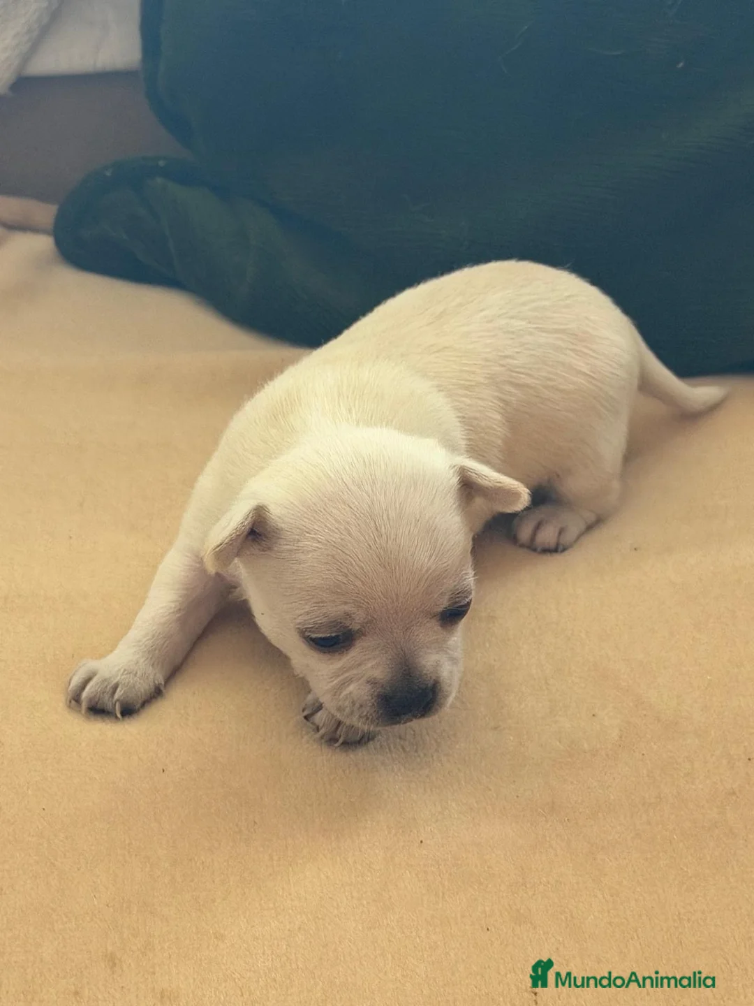 Chihuahua perros en venta: Chihuahua camada - Anuncio 2
