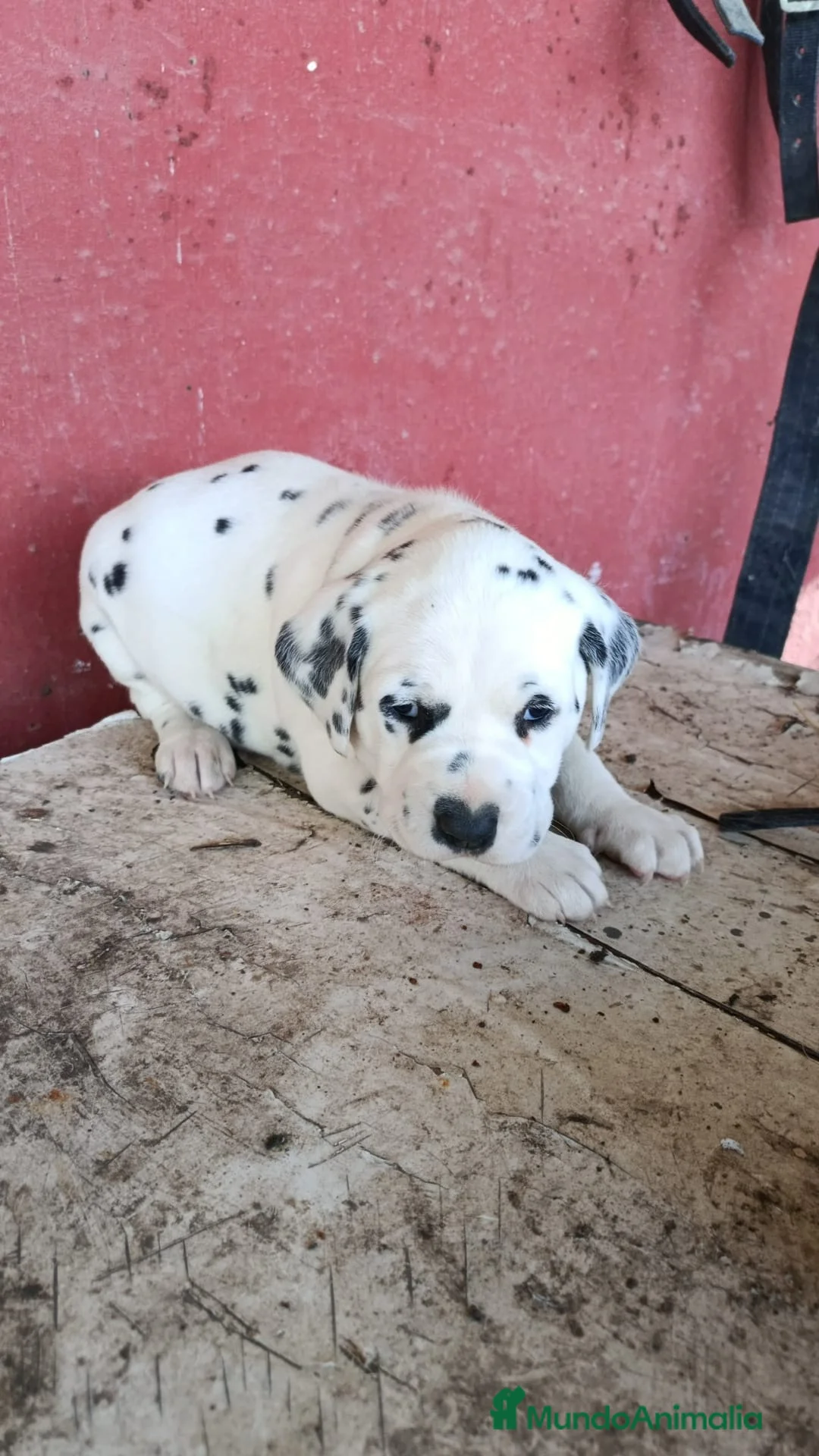 Dálmata perros en venta: Dalmata disponible macho y hembra  en Alicante - Anuncio 1