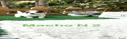 Jack Russell Terrier perros en venta: Jack Russell bebes preciosos bicolor  - Anuncio 2