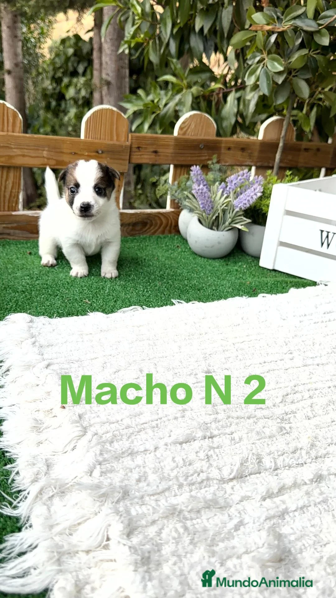 Jack Russell Terrier perros en venta: Jack Russell bebes preciosos bicolor  - Anuncio 2