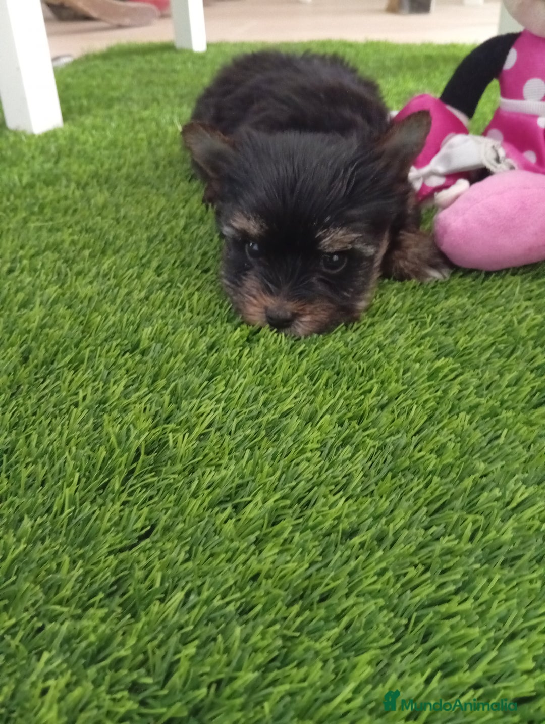 Yorkshire Terrier perros en venta: Precioso yorkshire mini toy - Anuncio 3