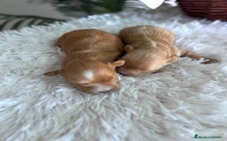 Maltipoo perros en venta: MALTIPOO MACHOS - Imagen 15