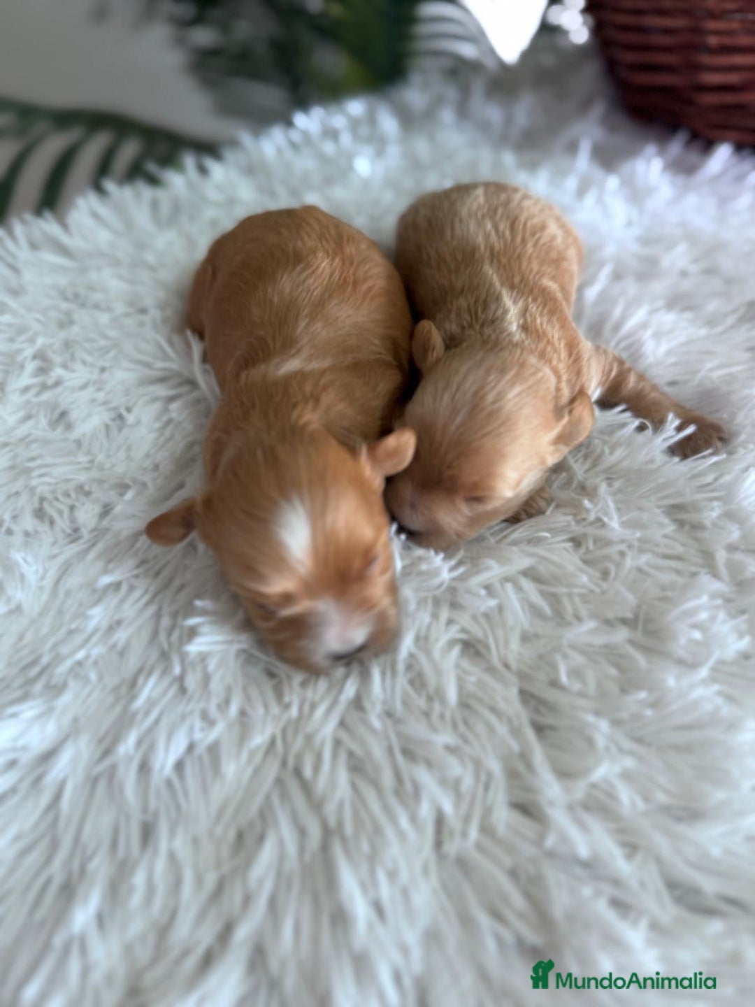 Maltipoo perros en venta: MALTIPOO MACHOS - Imagen 15