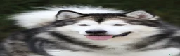 Alaskan Malamute perros en venta: Alaska Malamute  - Anuncio 5