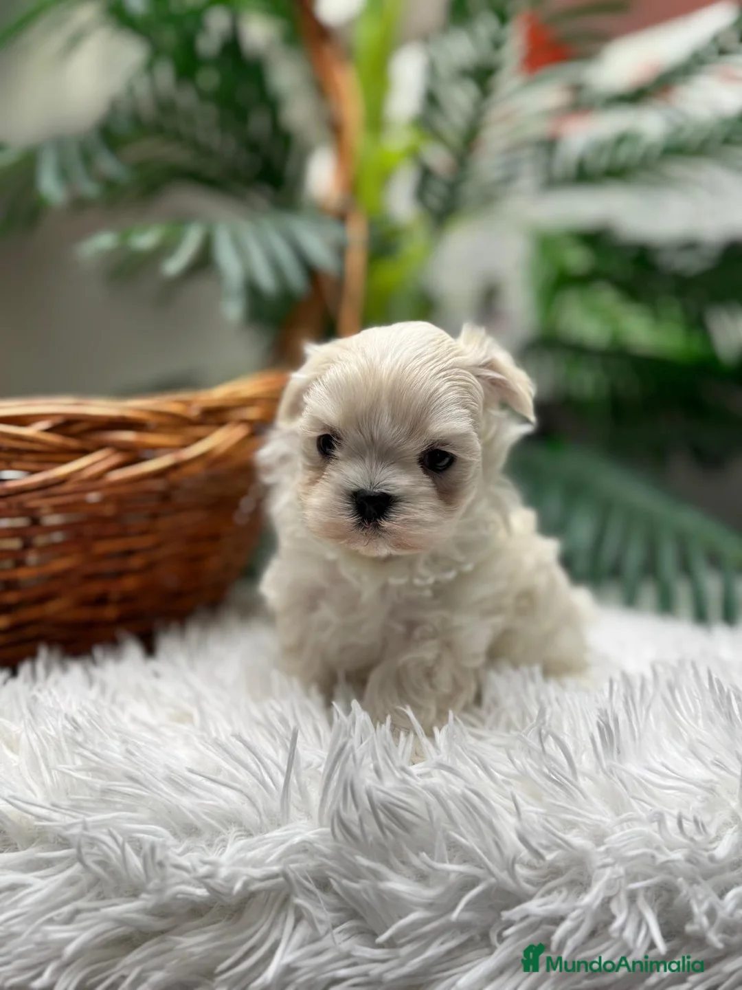 Bichón Maltés perros en venta: BICHON MALTES COREANO - Anuncio 11