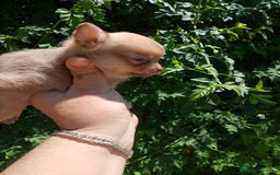 Chihuahua perros en venta: Última chihuahua con pomerania 500€  - Imagen 6