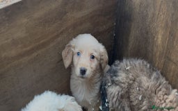 Golden Retriever perros en adopcion: Golden Con Bulldog  - Anuncio 2