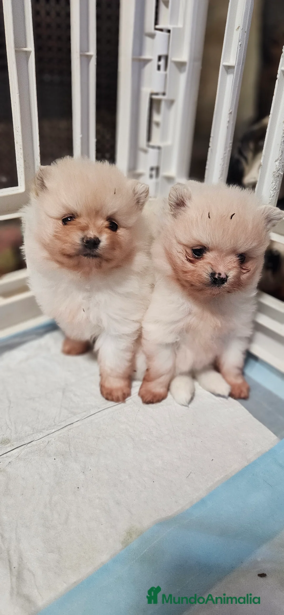 Pomerania perros en venta: Lulú d pomerania  - Anuncio 4