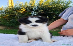 Pastor Australiano perros en venta: Camada de Pastor Australiano  - Imagen 3
