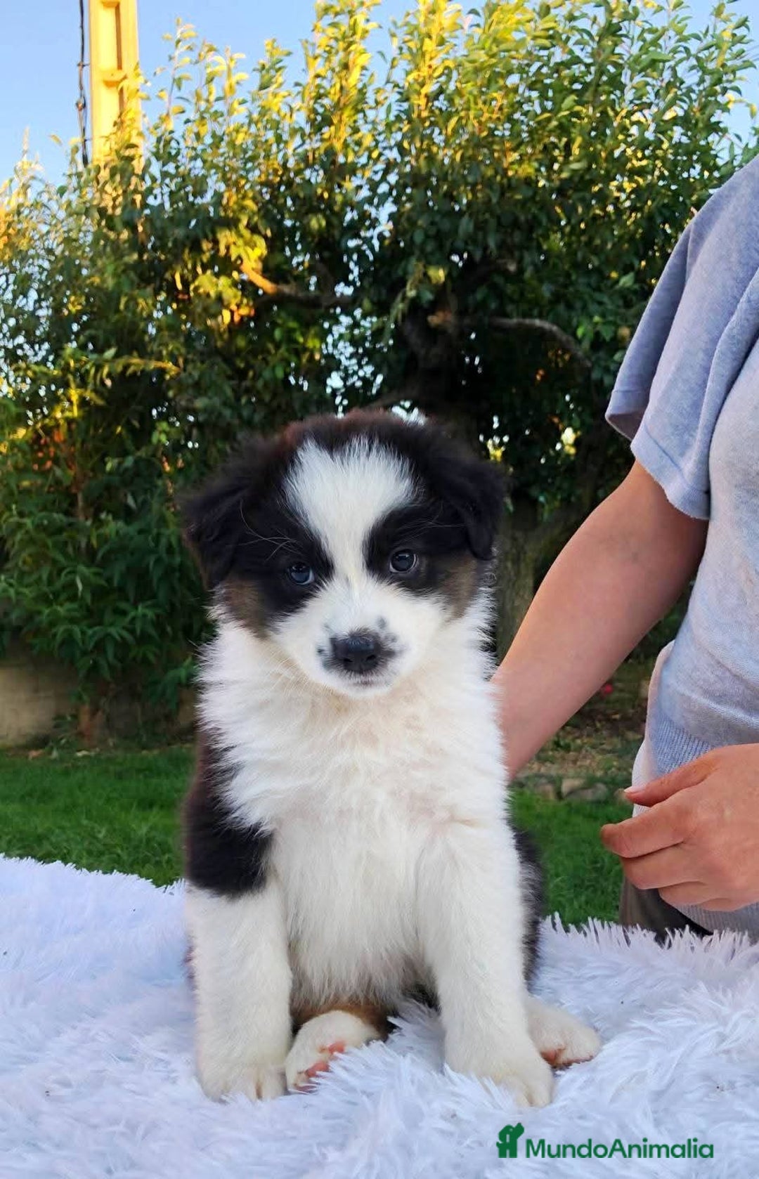 Pastor Australiano perros en venta: Camada de Pastor Australiano  - Imagen 3