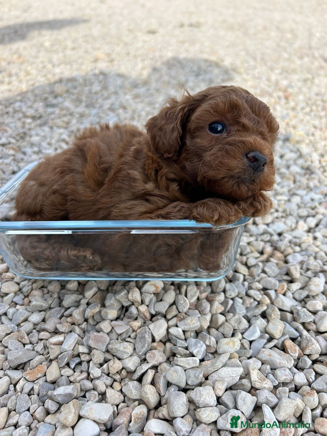 Caniche Toy perros en venta: Caniche Toy 🧸 - Anuncio 5