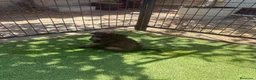 Pastor Belga Malinois perros en venta: PASTOR BELGA MALINOIS - Anuncio 18