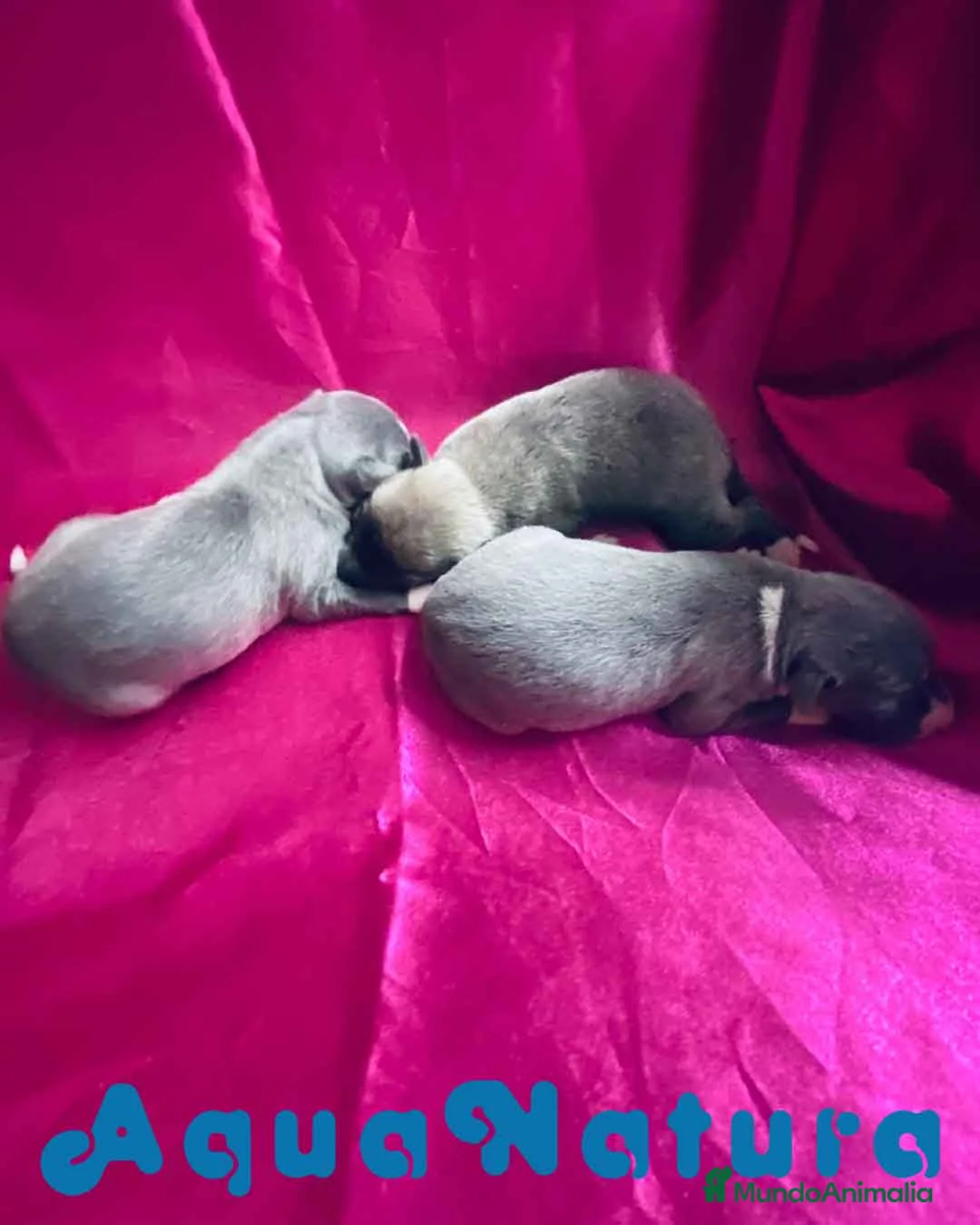 Pequeño Lebrel Italiano perros en venta: Camada Lebrel Italiano de AB y Omega AQUANATURA en Barcelona - Anuncio 3