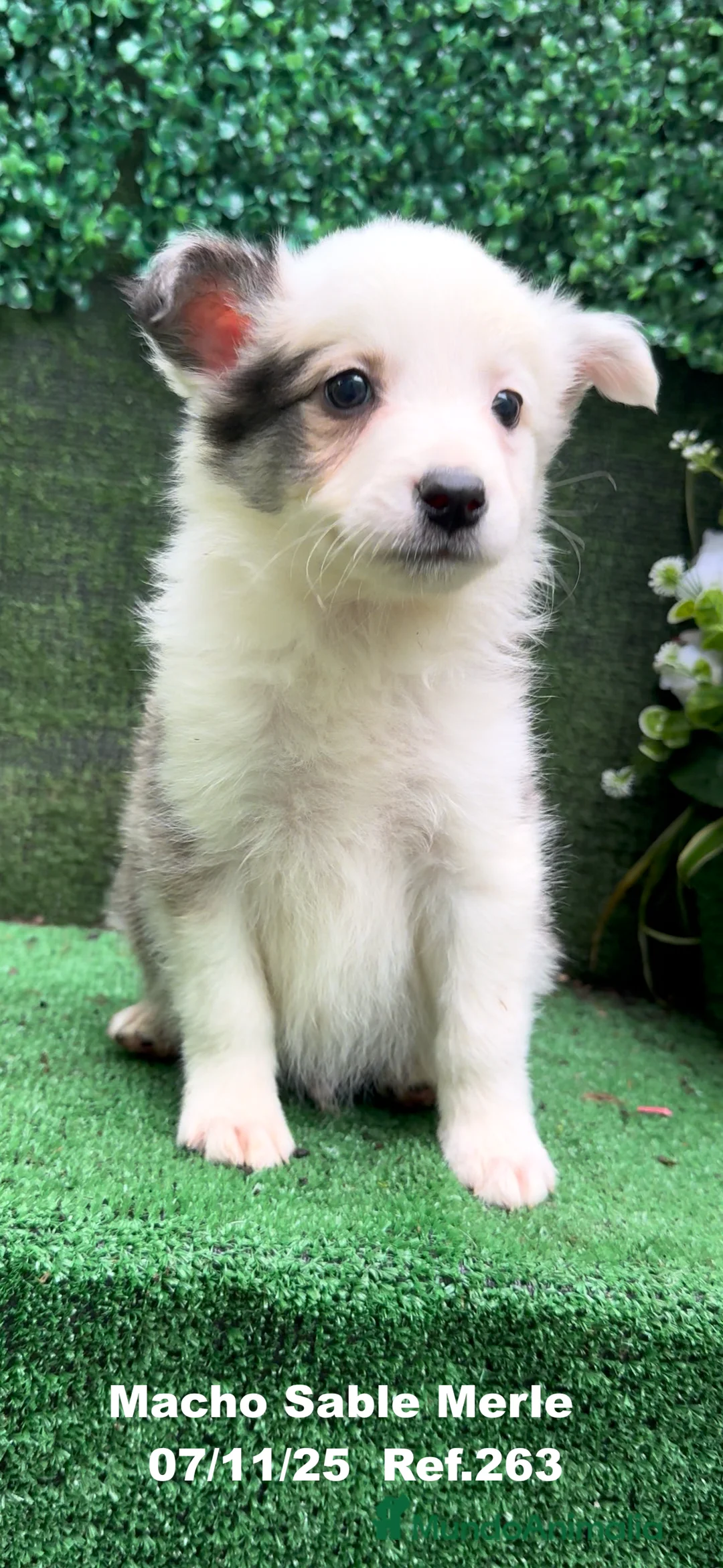 Border Collie perros en venta: Border Collie  - Anuncio 38
