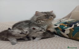 Persa gatos en venta: Gatos Persa - Imagen 4