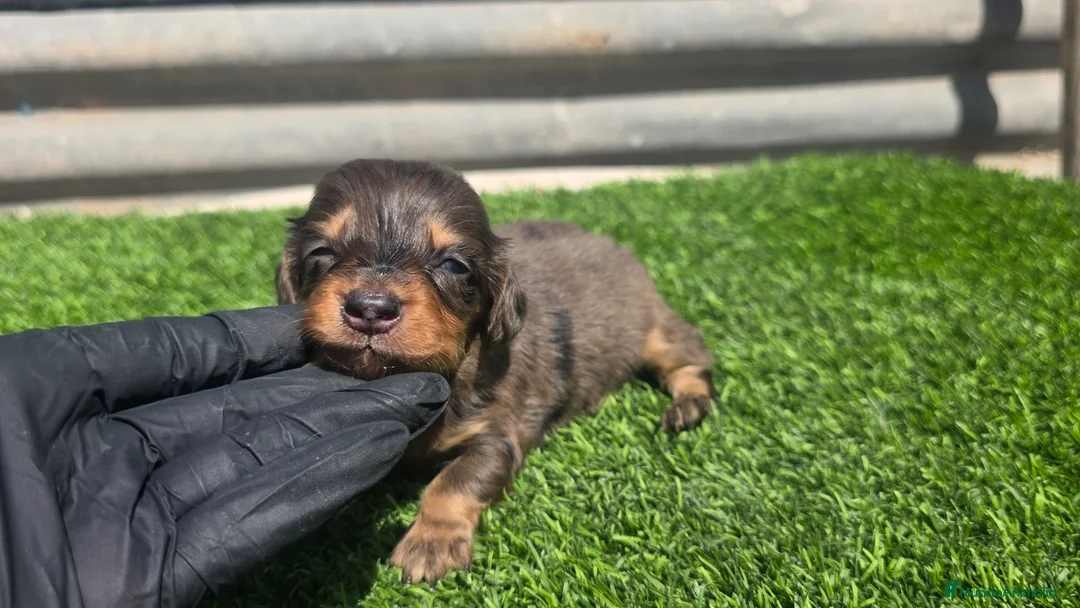 Teckel Miniatura perros en venta: Tackel kaninchen  - Anuncio 1