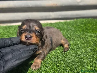 Teckel Miniatura perros Tackel kaninchen - Anuncio 1