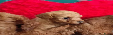 Caniche Toy 2