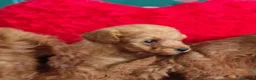 Caniche Toy perros en venta: Caniche toy - Anuncio 3