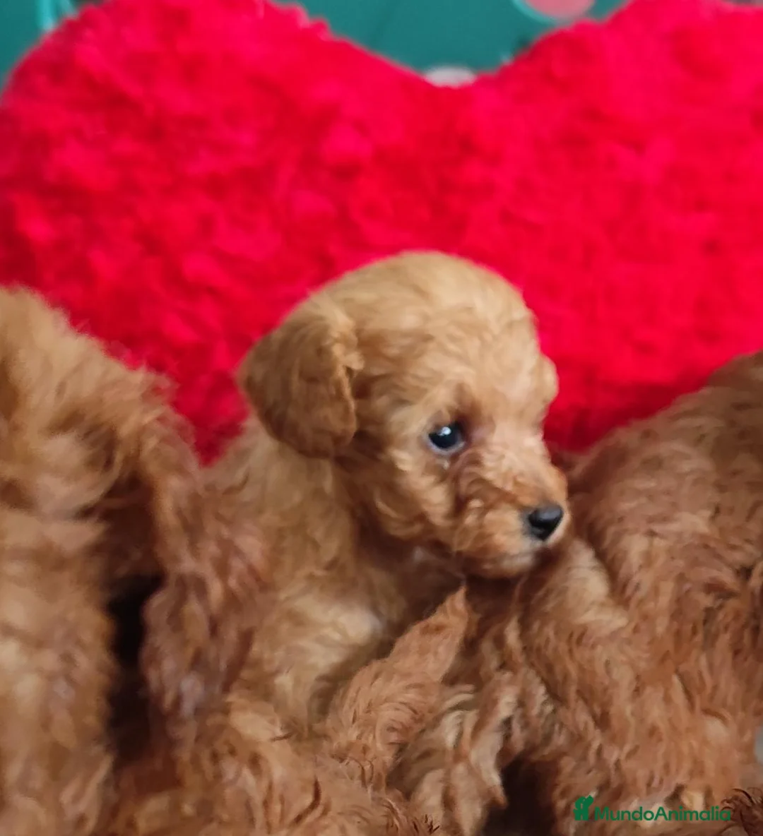 Caniche Toy perros en venta: Caniche toy - Anuncio 3