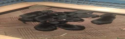 Pinscher Miniatura perros en venta: Camada de minipincher - Anuncio 2