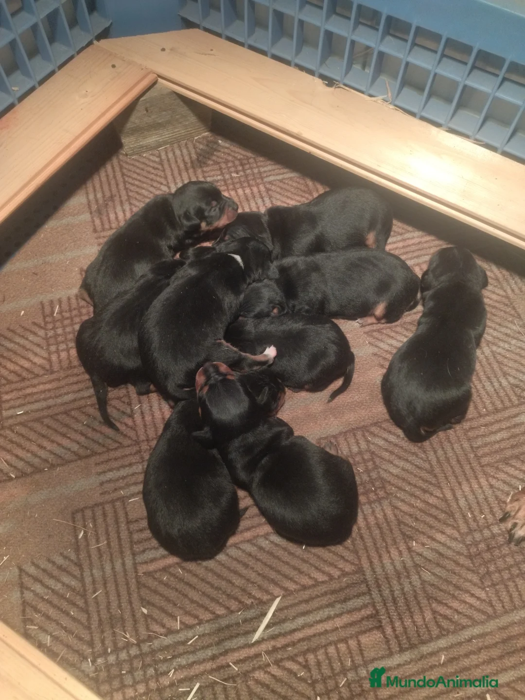 Pinscher Miniatura perros en venta: Camada de minipincher - Anuncio 2