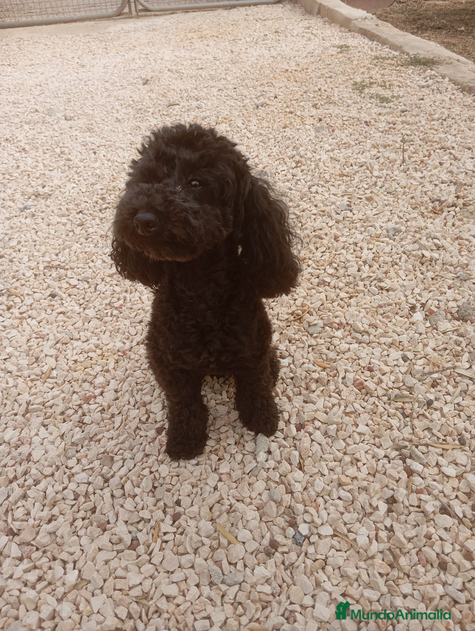 Caniche Toy perros Caniche mini Toy. - Anuncio 1