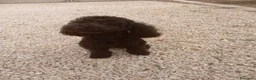 Caniche Toy perros en venta: Caniche mini Toy. - Anuncio 1