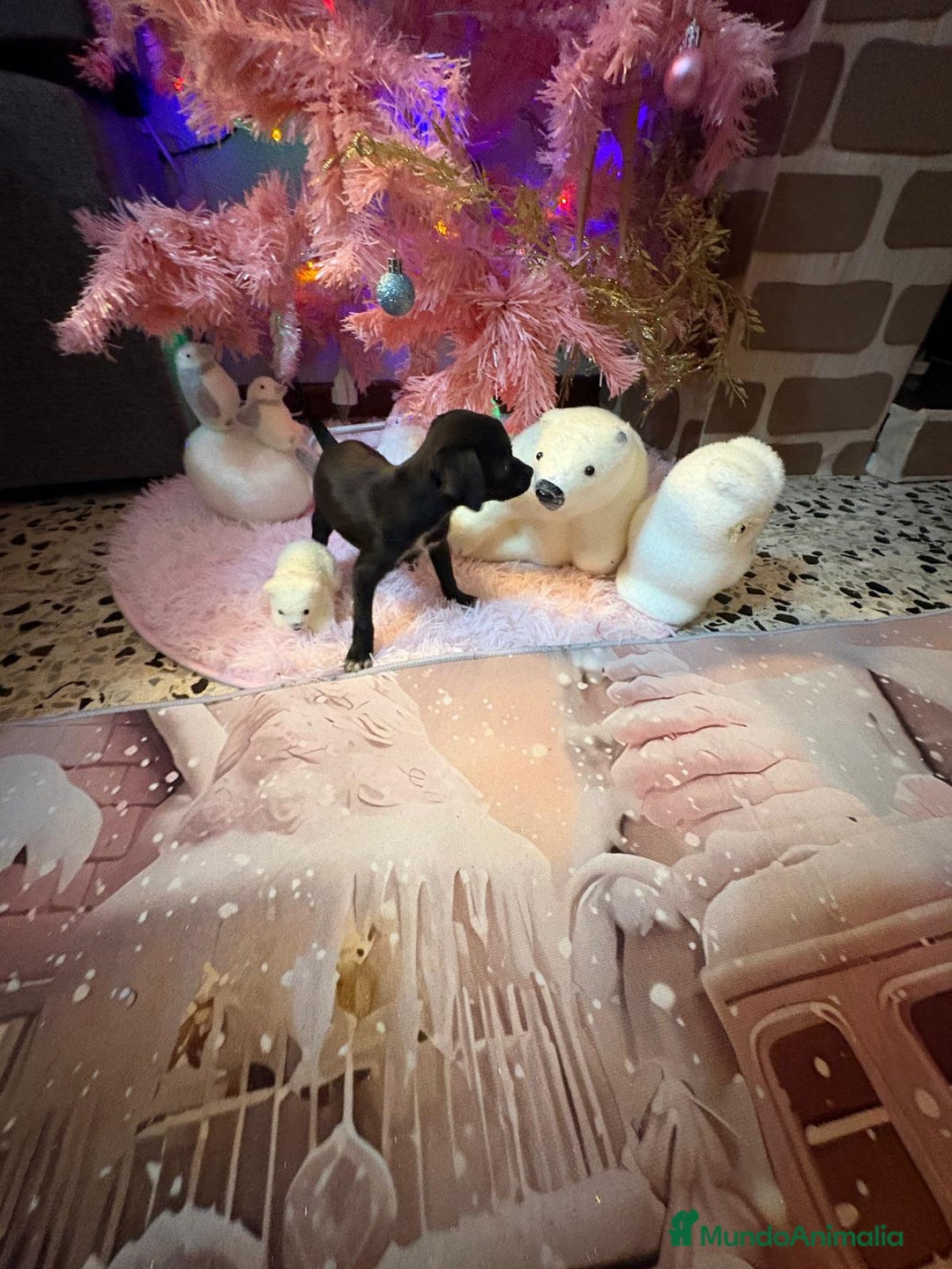 Chihuahua perros en venta: Chihuahua toy negro  - Anuncio 3