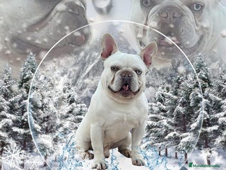 Bulldog Francés perros en Madrid - Anuncio 14