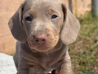 Teckel Miniatura perros en Barcelona - Anuncio 8