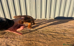 Pinscher Miniatura perros en venta: Pinscher miniatura hermbra chocolate  - Anuncio 3