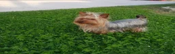 Yorkshire Terrier perros en venta: Yorkshire mini  - Anuncio 2