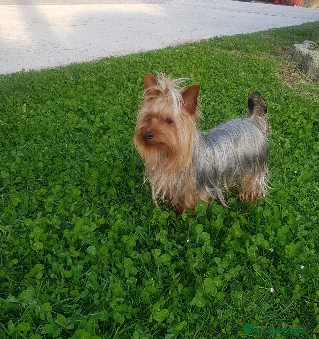 Yorkshire Terrier perros en venta: Yorkshire mini  - Anuncio 2