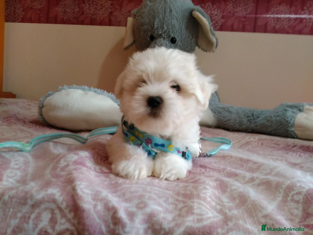 Bichón Maltés perros en venta: PRECIOSOS BICHON MALTES  LINEA TOY   MUY CHATO - Anuncio 25