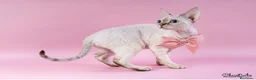 Devon Rex gatos en venta: Devon Rex - Anuncio 2